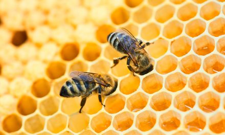 Kala i Pszczoły – edukacyjny cykl video